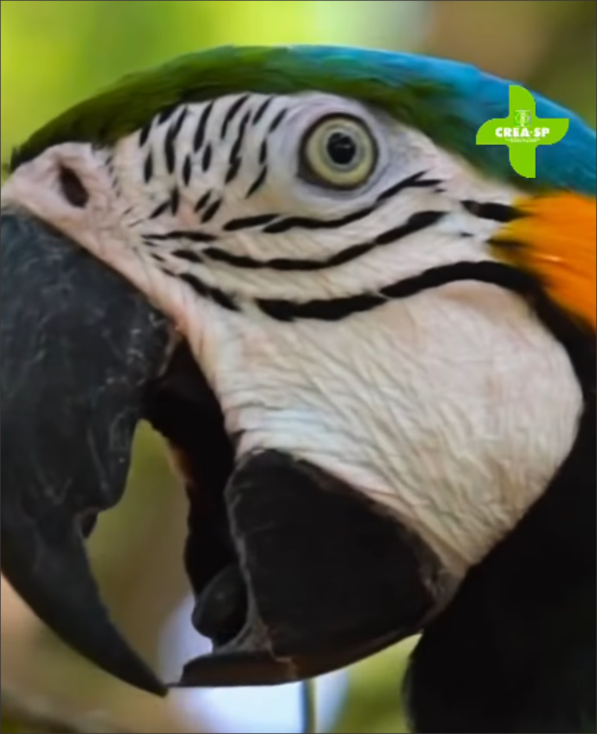 repost crea-sp 02030230230232